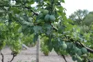 Csongrád megye - Domaszék