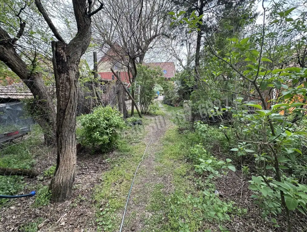 Csongrád megye - Sándorfalva