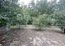 Csongrád megye - Szatymaz