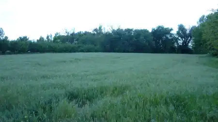 Eladó mezőgazdasági ingatlan, Zsombó 3745 m² 15 M Ft